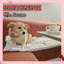 2127 | 성수 쎈느 Sceme 카페 애견동반 방문후기 메뉴 종류 가격 주차정보