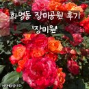 롯데쇼핑(주) | [부산] 여름이면 돌아오는 화명동 장미공원 &#39;장미원&#39; 후기 (25.05.20) + 주차장 꿀팁