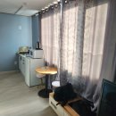 제부도펜션 벚꽃 이미지