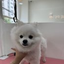 샤인펫 (Shine pet) 이미지