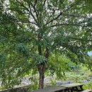 담양 달빛 스테이 이미지