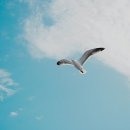 갈매기꿈 이미지