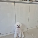 토비애견미용 이미지