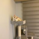 개냥이 연구소 이미지