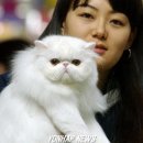 페르시안 이미지