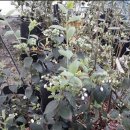 가온팜스 이미지