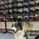 일산애견 | 마이펫페어 2026 일산 Part 1 금요일 애견 동반 방문 후기