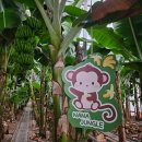 유일농장 | 🍌 [보성 가볼만한 곳] 다향농장 – 국내산 바나나를 직접 보고, 먹고, 체험하는 이색 농장!