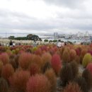 서우아파트2단지31610) | 슬도 댑싸리 팜파스 울산 가을 가볼만한 곳