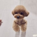 모코동물의료센터 이미지