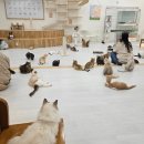 캣플헤븐 천안불당점 이미지