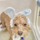 송단이네 반려견미용실 이미지