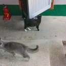 신촌식당 이미지