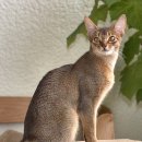 파주24시동물병원 이미지