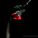 물들어간다는 것은 이미지