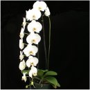 향호농장 | Phalaenopsis spp( 교배종 호접란)와 호접란에 대하여