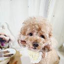 바론펫푸드 이미지