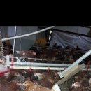 중추양계장 이미지