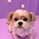 산두로펫살롱 이미지