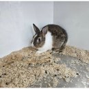 펫엔글라이더본점 이미지