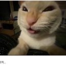 바미솝 | 인스타 광고 보고 홀린 듯이 산 얼터너티브스테레오 스프링박스 후기 / 60% 할인 구성