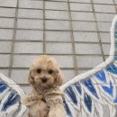 리츠펫(송도점) 이미지