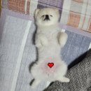 당당하개 이미지