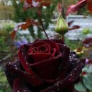 서울숲길 이미지