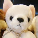 노블도그 이미지