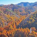 장태산자연휴양림 이미지