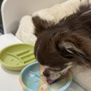 몽드드뚜뚜 이미지