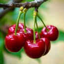 당뇨 체리 먹어도 될까 체리 혈당 GI 지수 권장량 이미지