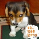 개팔자(犬八字) 상팔자(上八字) 이미지