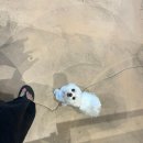 소노펫 뷰티 이미지