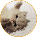 아담스펫 강아지분양 고양이분양 인천본점 이미지