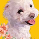 모모애견샵 이미지