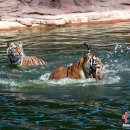 동북민박 이미지