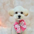 메리몰펫샵(사직점) 이미지