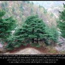 인삼전시관 이미지