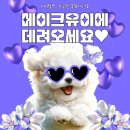 유이애견샵 이미지