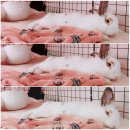 차오름동물병원 이미지
