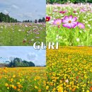 한강시민공원(한강둔치꽃단지) | 서울근교 구리한강시민공원 가을 코스모스축제 개화현황 방문 후기(25.09.28)