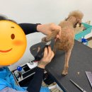베스트강북애견미용학원