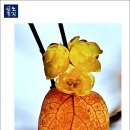 노안초등학교 이미지