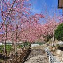 뉴파라다이스 | 대만 난터우 칭징 뉴 파라다이스 비앤비 산속 힐링 끝판왕 숙소 솔직후기!