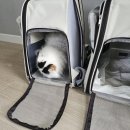 몽실캣 | [대전 고양이 미용] 털 뿜뿜 몽실이와의 대전쟁 끝! 미용 주기 &amp; 무마취 후기 (feat. 라이언컷🦁)