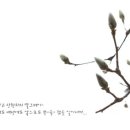 홍삼이야기 네이버블로그