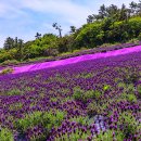 신안의 천사대교,퍼플섬,소악도 ,12사도순례길~~~~ 이미지