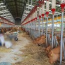 목동 한우농장 이미지