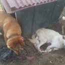 엄마는장금이 이미지